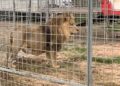 Catch the Roaming Lion: Spectacular ‘Escape’ Near Rome Ends with Captured Circus Animal