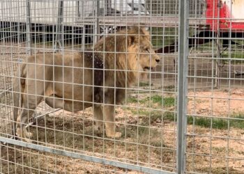 Catch the Roaming Lion: Spectacular ‘Escape’ Near Rome Ends with Captured Circus Animal