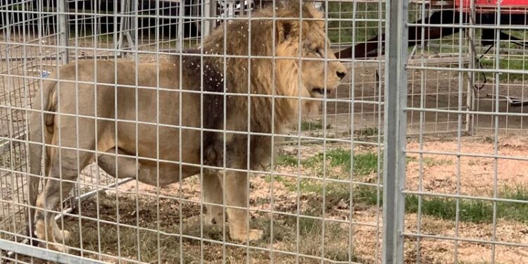Catch the Roaming Lion: Spectacular ‘Escape’ Near Rome Ends with Captured Circus Animal