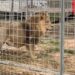 Catch the Roaming Lion: Spectacular ‘Escape’ Near Rome Ends with Captured Circus Animal