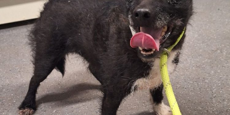 “Miracle Dog” Reunited After 7-Year Wilderness Odyssey!