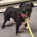“Miracle Dog” Reunited After 7-Year Wilderness Odyssey!