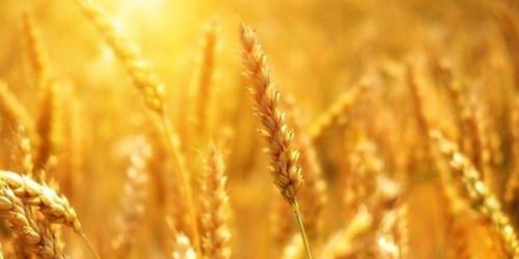 Potash Powerhouses: Unveiling the Top 10 Producers in 2024