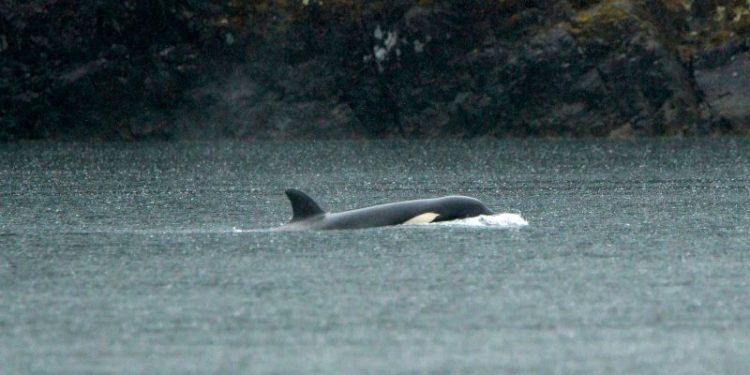 Rescue Mission on Hold: Orphaned Orca Calf Stranded in B.C. Lagoon