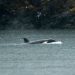 Rescue Mission on Hold: Orphaned Orca Calf Stranded in B.C. Lagoon