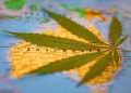 Cannabis Down Under: Your Ultimate Guide to Marijuana Legislation State-by-State in Australia