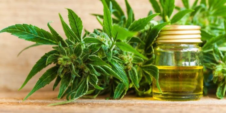 High Times Ahead: DEA Seeks to Reschedule Cannabis, Sends Stocks Soaring