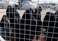 US thwarted near-catastrophic prison break of 6,000 ISIS fighters in Syria